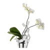 Designed by Mario Trimarchi for Alessi, this airy vase cover was created to chicly house orchids, providing support for the stems and water through transparent tubes.