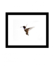 Small but speedy, the elusive hummingbird is caught up close and in-flight in this masterfully shot image by Ashley Beck. A canvas print framed in black creates a modern gallery look.