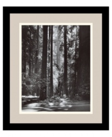 Premier nature photographer Ansel Adams captures the awe-inspiring majesty of California's Redwood forest. A single column of light pierces the dense forest and illuminates its floor in clean, classic black and white.